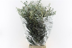 Euca Gunnii P Bs 70cm 300gram