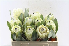 Protea M Polar Princ 50cm