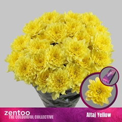 Chr T Altaj Yellow 65cm 100gram