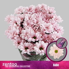 Chr T Babe 70cm 75gram