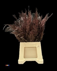 Snijbloemen Klb H% 55cm