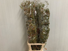 Rosa Corallo 150cm