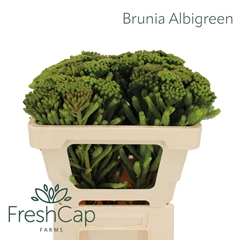 Brun Albiflora 50cm