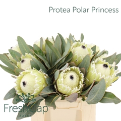 Protea M Polar Princ 40cm