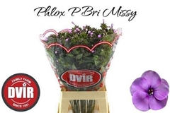 Phlox P Bright Missy 70cm 13
