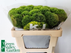 Di Barb Kiwi Mellow 55cm
