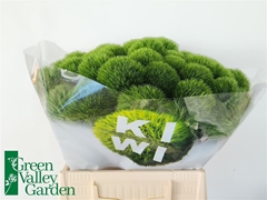 Di Barb Kiwi Mellow 40cm 99