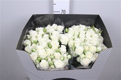 R Tr Wedding Party 70cm 55+