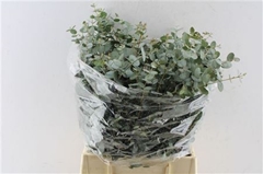 Euca Gunnii P Bs 50cm 150gram