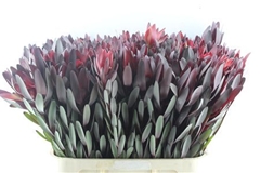 Leucad Safari Sunset 80cm