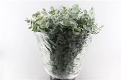 Euca Cinerea P Bunch 80cm 400gram