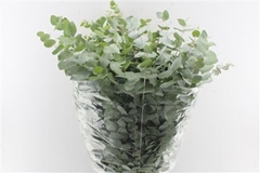 Euca Cinerea P Bunch 70cm 300gram