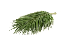 Phoenix Roebeleni Bs 60cm