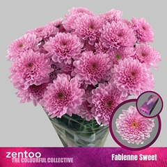 Chr T Fabienne Sweet 70cm 75gram