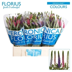 Veron Smart Col Gem 60cm