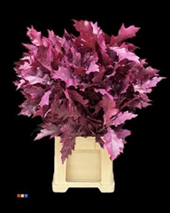 Eikeblad Transparant Cerise 80cm