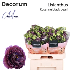 Eust G Rosan Black Pearl 70cm
