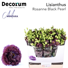 Eust G Rosan Black Pearl 70cm