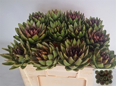 Cynara Sc Green Glob 50cm