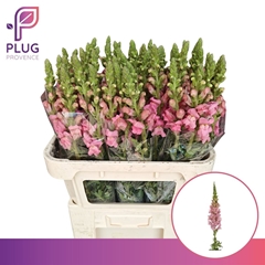 Antir Potomac Pink 75cm