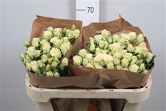 R Tr Other 70cm 55+