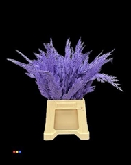 Snijbloemen Klb H% 55cm