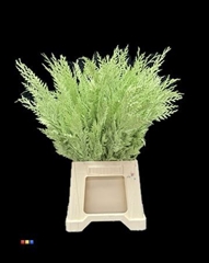 Snijbloemen Klb H% 55cm