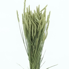 Droogbl Onbew 6% Bunch 60cm 200gram