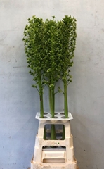 Eucomis P-e Goliath 110cm