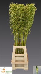Eucomis P-e Goliath 100cm
