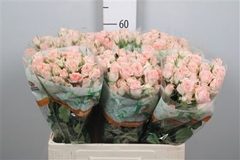 R Tr Sweet Sara 60cm 45+