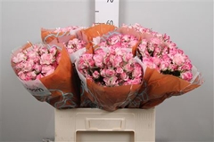 R Tr Speak Blossoms 60cm 65+