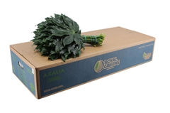 Fatsia Japonica Bs 40cm