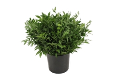 Ruscus Fijn Per Bunch 50cm 500gram