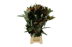 Magnolia Grandifl Bs 70cm