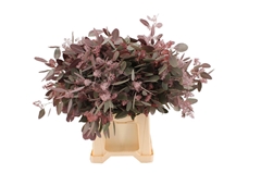 Eucalyp Klb Bs H% 70cm 300gram