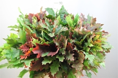 Querc Rubra 60cm