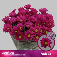 Chr T Purple Star 70cm 85gram