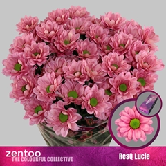 Chr T Resq Lucie 70cm 75gram