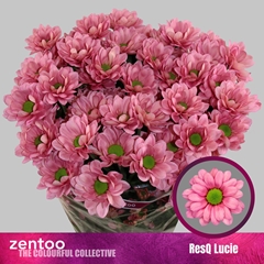 Chr T Resq Lucie 70cm 75gram