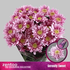 Chr T Serenity Sweet 70cm 75gram