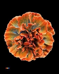 Dianthus St Vulcano