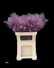 Limonium Lila