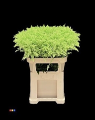 Solidago Mint 80cm