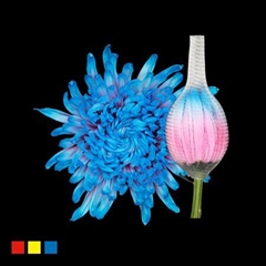 Chr G Stravin Klb H% 70cm