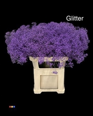 Gyps Colortreated 80cm
