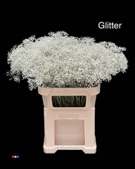 Gyps Colortreated 80cm
