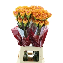Di St Ov Klb 21% 70cm 23