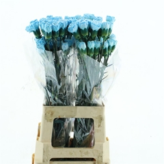 Di St Ov Klb 21% 70cm 23