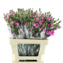 Di Tr Lilac Melissa 65cm 23